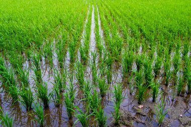 Sunny ve Clear Paddy pirinç alan