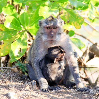 Maymun bebeğin Shelter