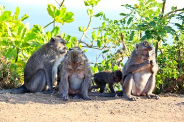Ağacın altında swagging maymunlar