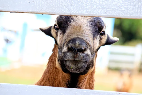Şok edici andan Barbado Blackbelly koyun
