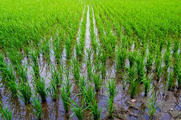 Sunny ve Clear Paddy pirinç alan