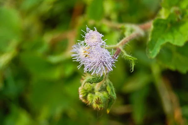 Mor Kromolaena odorata (yaygın diş ipi çiçeği)