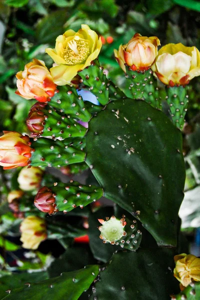 Ayak şekil kaktüsler çiçekler