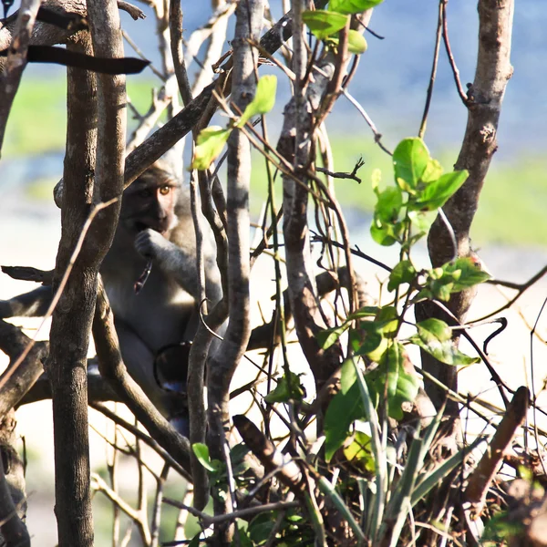 Baby aap verdwaalt in de boom — Stockfoto