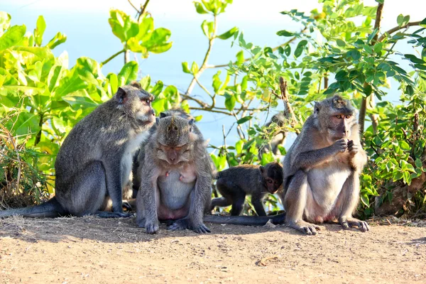 Ağacın altında swagging maymunlar