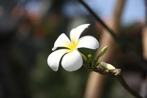 Frangipani Plumeria kwiaty na gałęziach — Zdjęcie stockowe