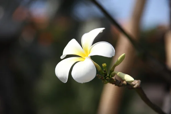 Frangipani plumeria blumen auf den zweigen — Stockfoto