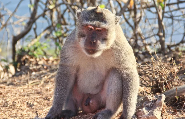 Dispirited monkey — Stock Photo, Image