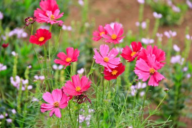 Sıcak pembe Bahçe Cosmos