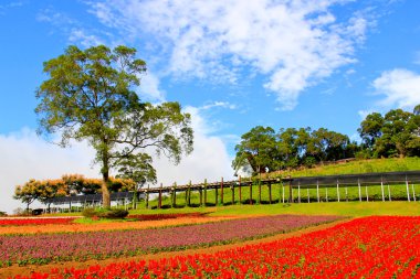 Güzel çiçek tarlası