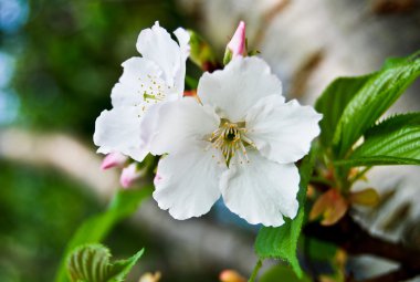 White flower of Mirabilis Jalapa clipart