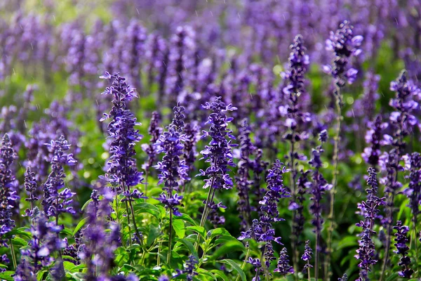 Lavender In The Rain — Stock Photo, Image