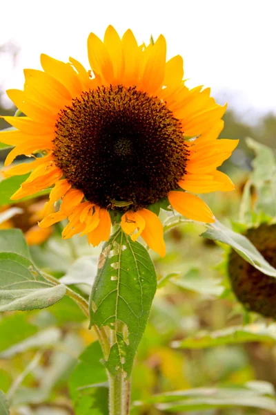 Sunflower on sunshine — Stock Photo, Image