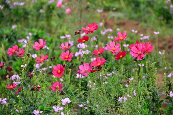 Sıcak pembe Bahçe Cosmos
