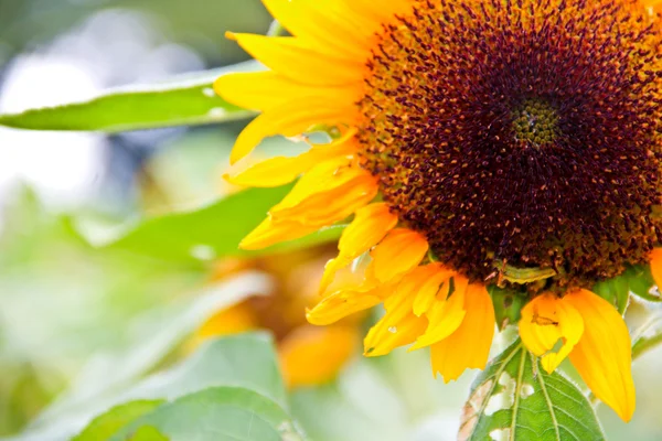 Ayçiçeği güneş ışığı üzerinde