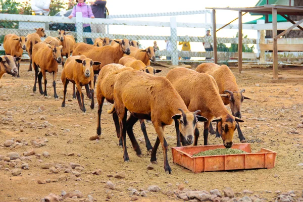 Yeme Barbado Blackbelly koyun sürüsü