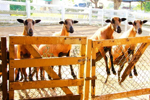 Barbado Blackbelly Sheep focando a atenção — Fotografia de Stock