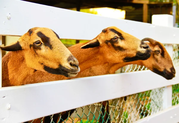 Barbado Blackbelly Sheep focando a atenção — Fotografia de Stock
