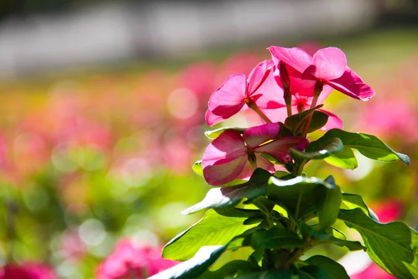 热粉色花园波斯菊 — 图库照片