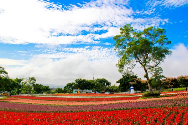 Güzel çiçek tarlası