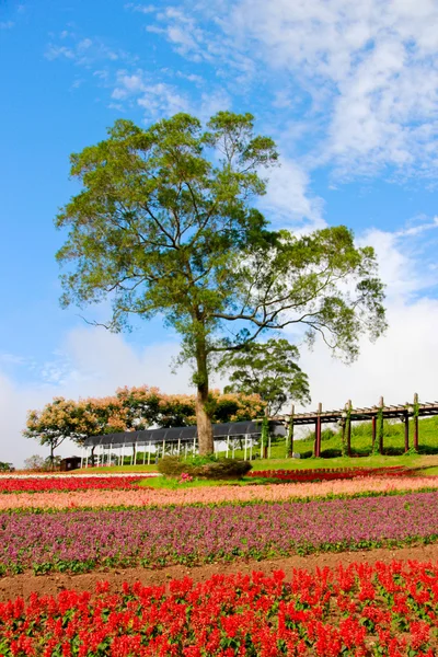 Vacker blomma fält — Stockfoto