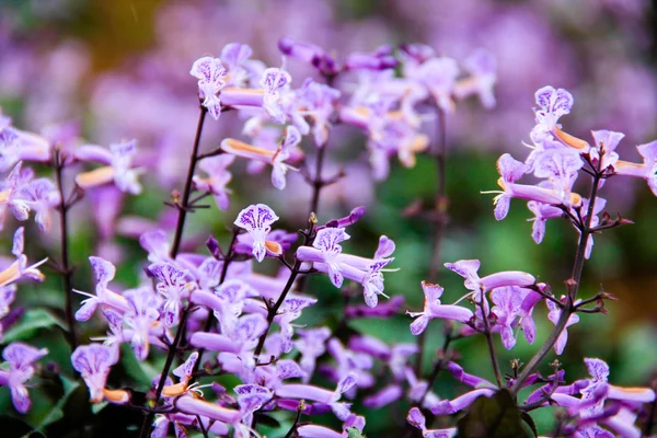 Mona Lavender In The Sunshine — Stock Photo, Image