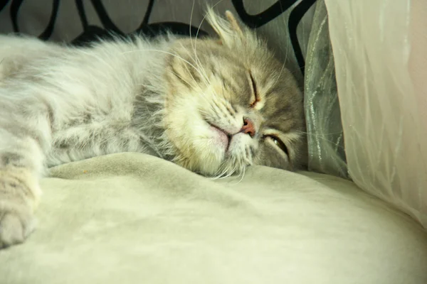 A cat sleeping at the sofa — Stock Photo, Image