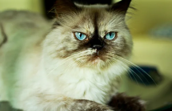 Blue eyed cat staring at the corner — Stock Photo, Image