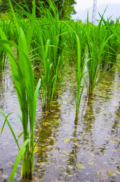 Yakın çekim Paddy pirinç alan Hills ile