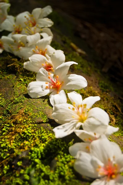 Nahaufnahme einer Fordii (Tung) -Baumblüte — Stockfoto