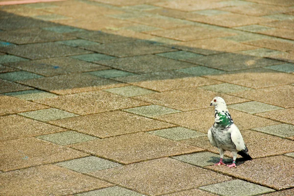 Wandering Pigeon — Stock Photo, Image