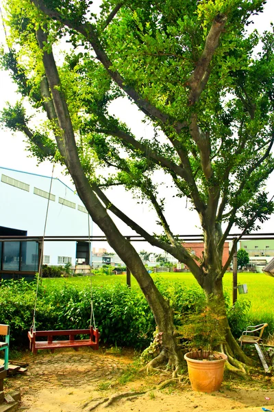 Grüner Baum mit Schaukel — Stockfoto