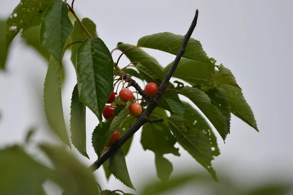 Cherry on tree — Stock Photo, Image