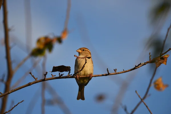 Close-up foto van een mus met een blauwe lucht op de achtergrond — Stockfoto