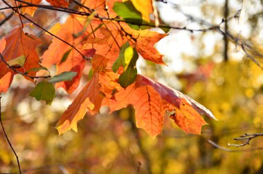 Sonbahar Yaprakları