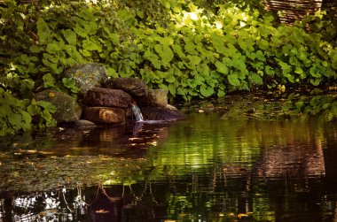 Ormanın içinde bir su birikintisi