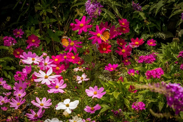 Butterflies in the garden — Stock Photo, Image