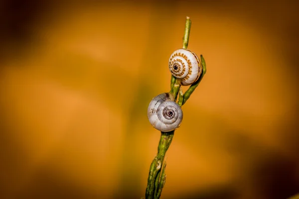 Caracoles — Foto de Stock