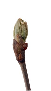 Böbrek kestane ve bir damla su açığa.