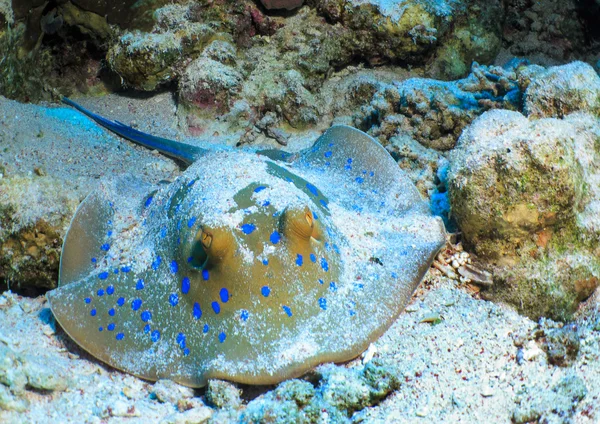 Pesce stingray sul fondo del mare — Foto Stock