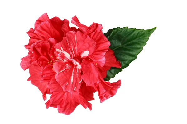 Rosa sudanesa flor con hoja verde — Foto de Stock