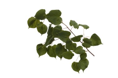 Ihlamur genç kabarık Şubesi