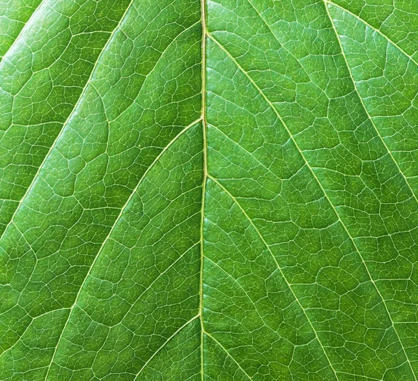 Fondo hoja verde primer plano — Foto de Stock