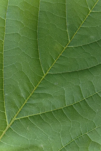 Bela textura de uma folha verde — Fotografia de Stock