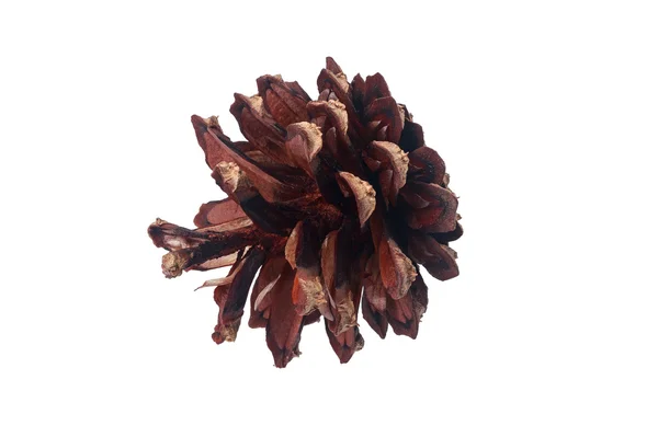 Matured and reset seeds pine cone on a white background — Stock Photo, Image