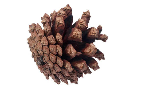 Discloses a pine cone on a white background — Stock Photo, Image