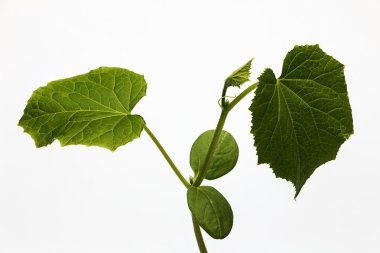 Genç bush salatalık