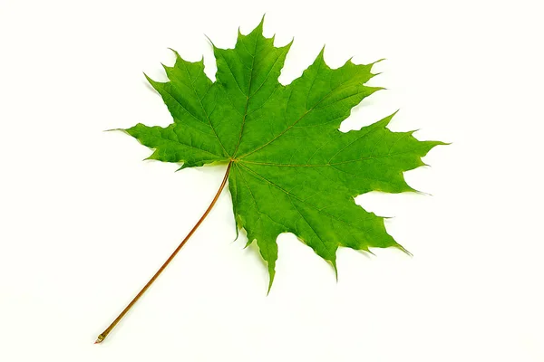akçaağaç yaprağı