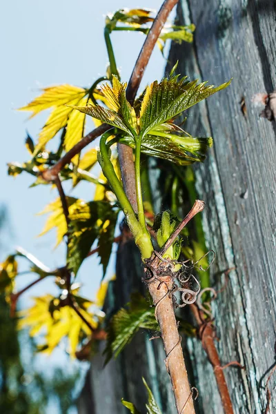 Kaçış parthenocissus gökyüzü ve eski bir çit karşı