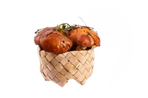 Boletus mushrooms in a small basket — Stock Photo, Image